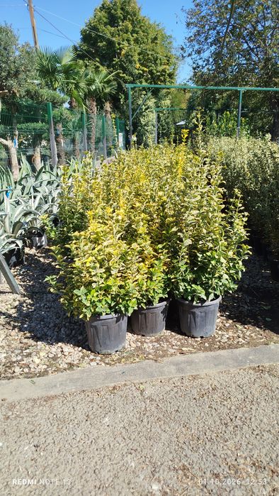 Vând plante ornamentale diferite specii prețuri foarte bune etc