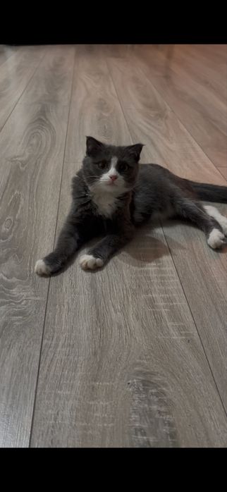 Котёнок 5 месяцев