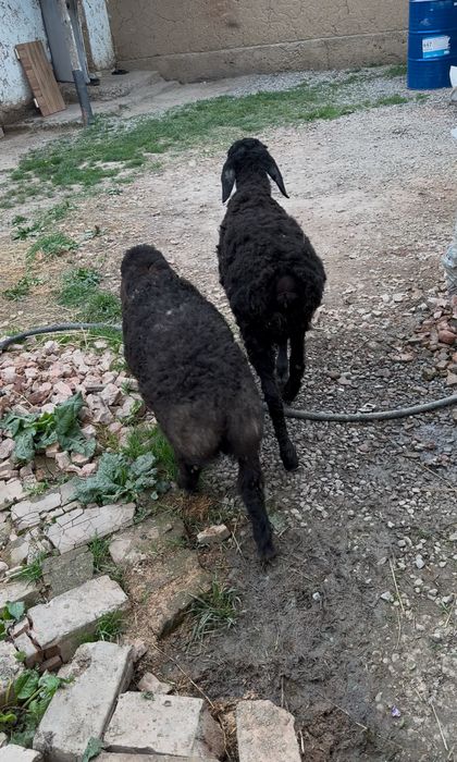 Қой токты сатылады