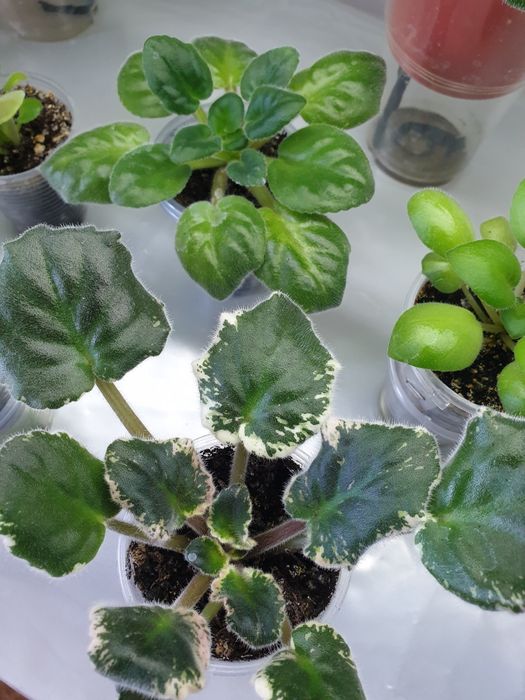 Детки сортовых фиалок