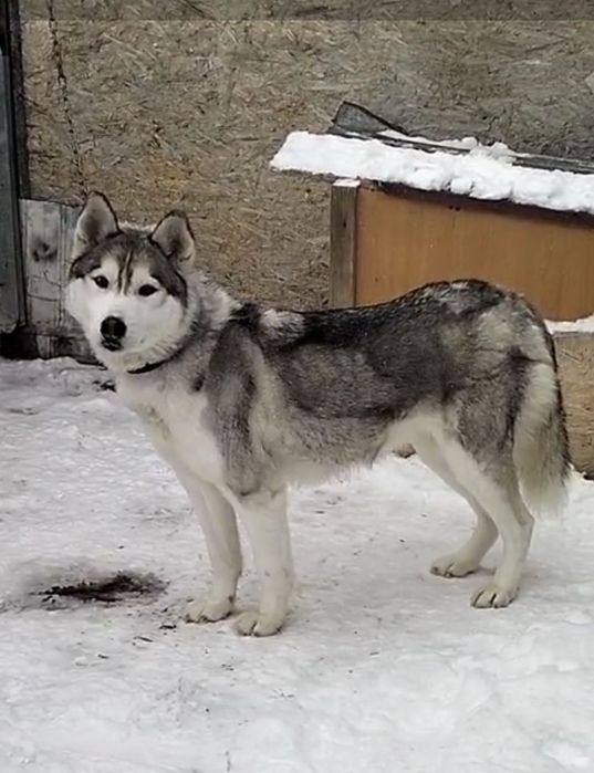 Отдам  хаски  1 год