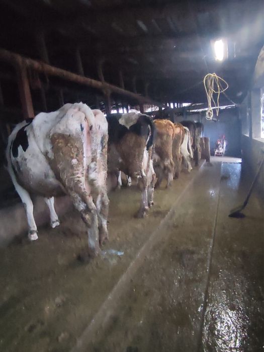 Vand vaci gestante si cu lapte