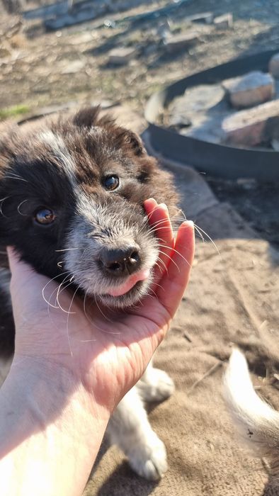 Щенки заботливым хозяевам