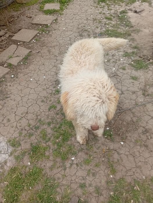 Продавам куче  на шест месеца мъжко Лагото Романьоло