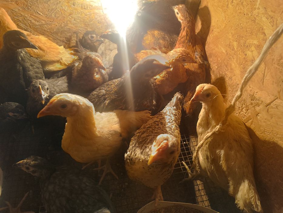 Цыплята    цыплята