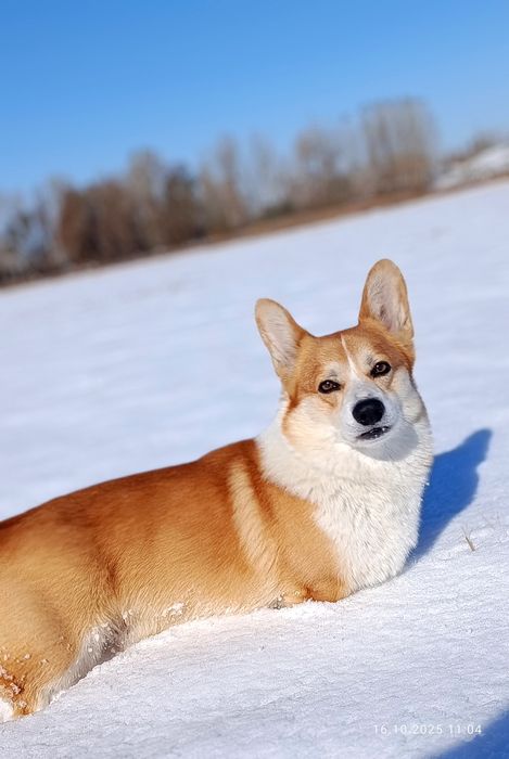 Вельш корги пемброк