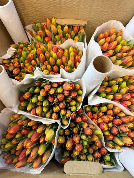 Тюльпаны оптом и в розницу 450 тенге