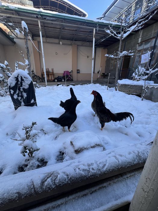 May oyini oxirida ochilgan jojalar