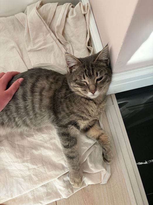 Кошечка ищет дом, отдам даром!