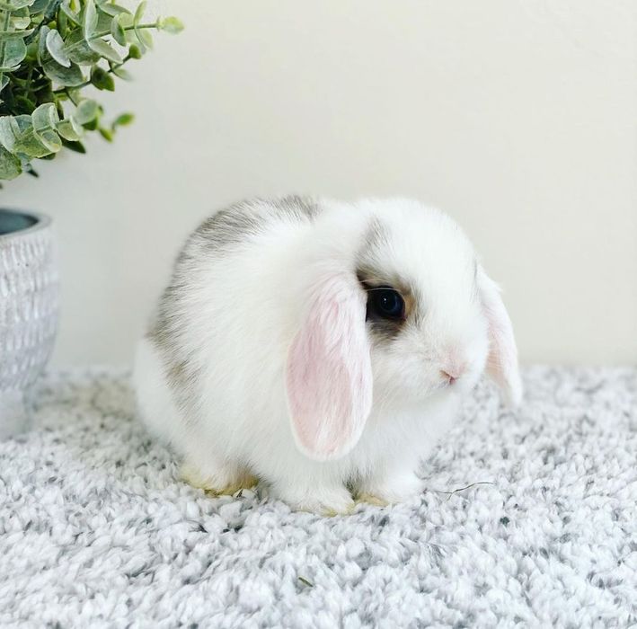 Karlik baran. карликовый кролик