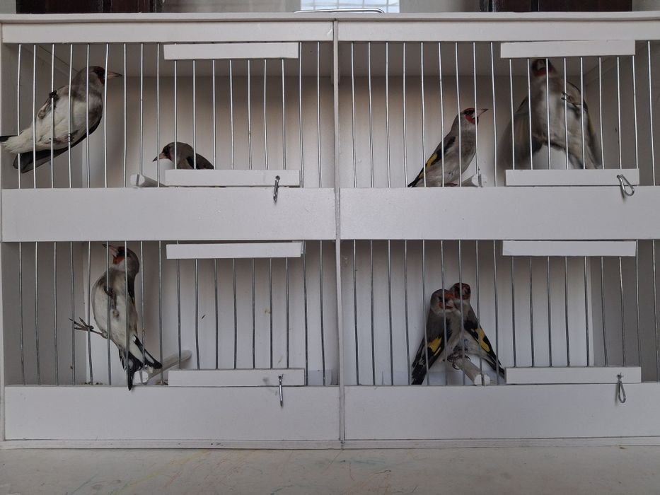 Norchi sava sotiladi