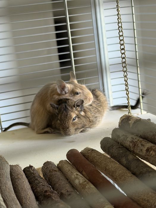 Vând veverițe Degu, împreună cu cușca și accesoriile