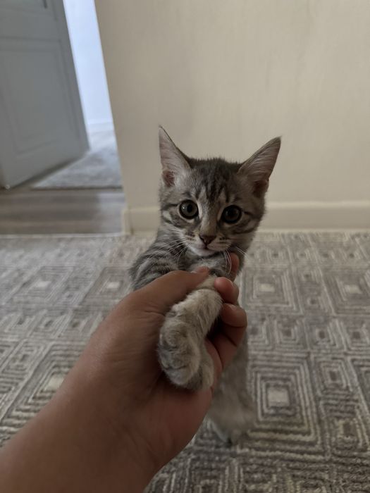 кошки, 3-айлық, породистый