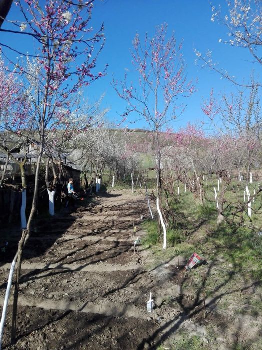 Casa nelocuibila cu teren Vintere Bihor