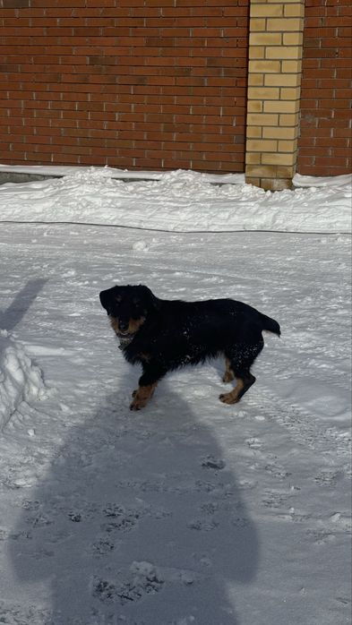 Продам ягдтерьер  девочка 2.6 года