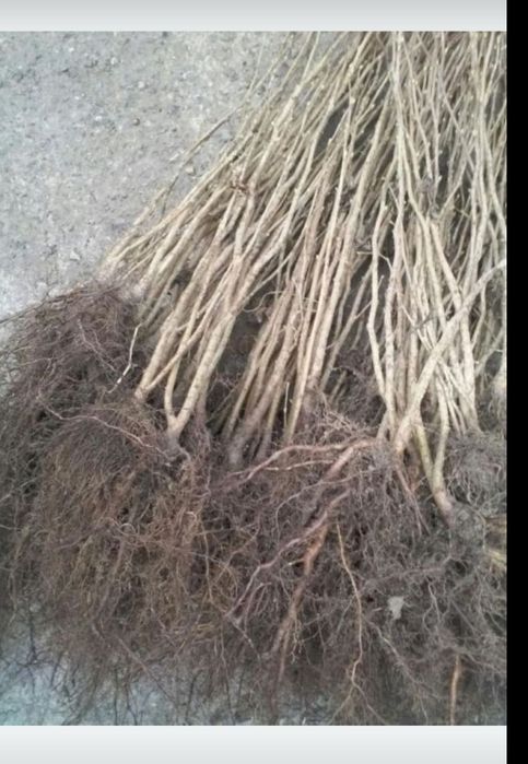 Puieți de alun și migdal anul 3