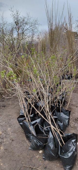 Продам сирень деревковую и кустовую