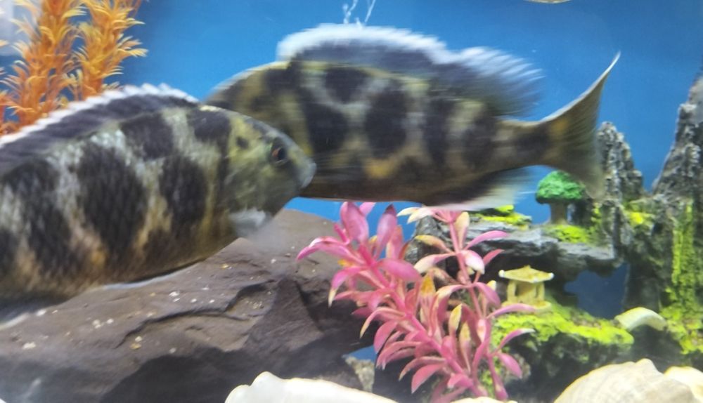 Продам красивых рыбок.