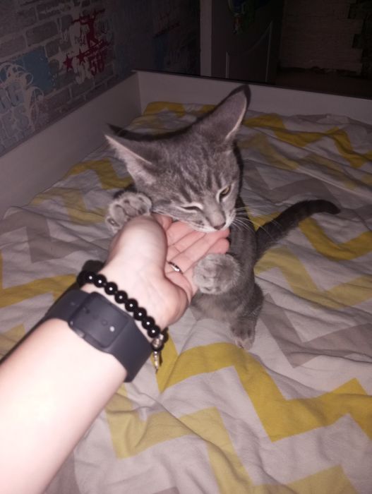 Отдам котёнка мальчика