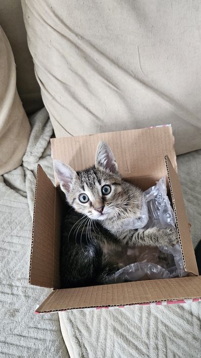 Adoptie pui pisica baietel