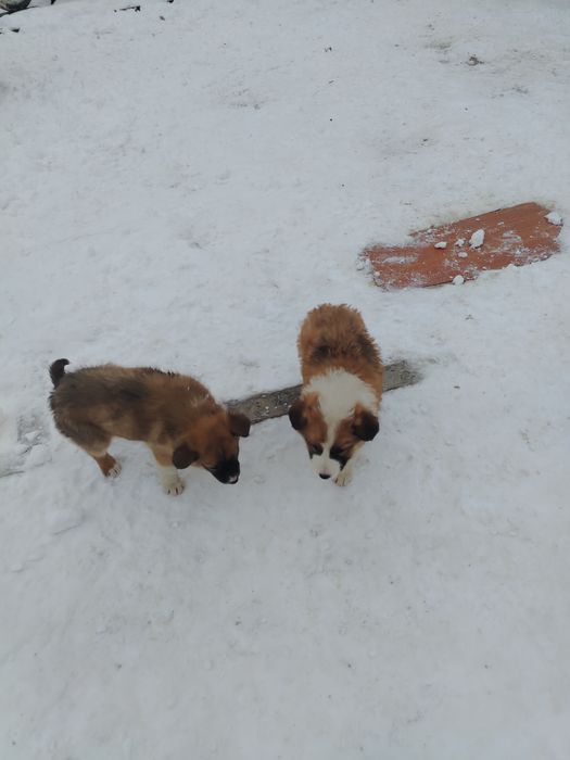 Бесплатный щенок