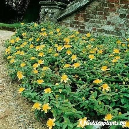 Хиперикум-многогодишен, студоустойчив и вечнозелен