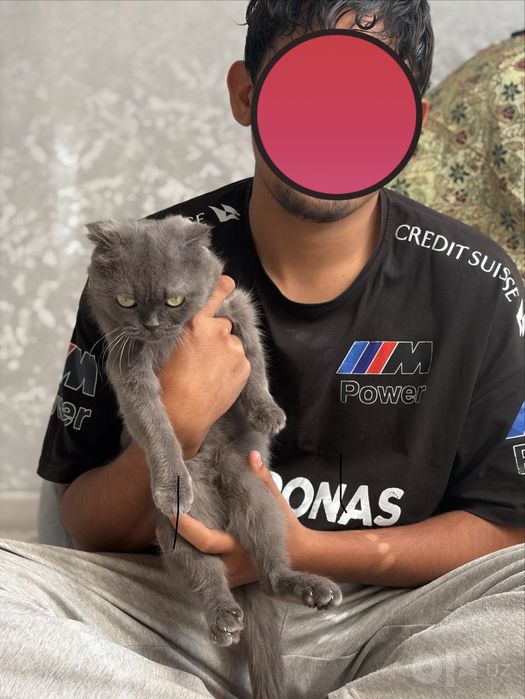 Шотландская вислоухая