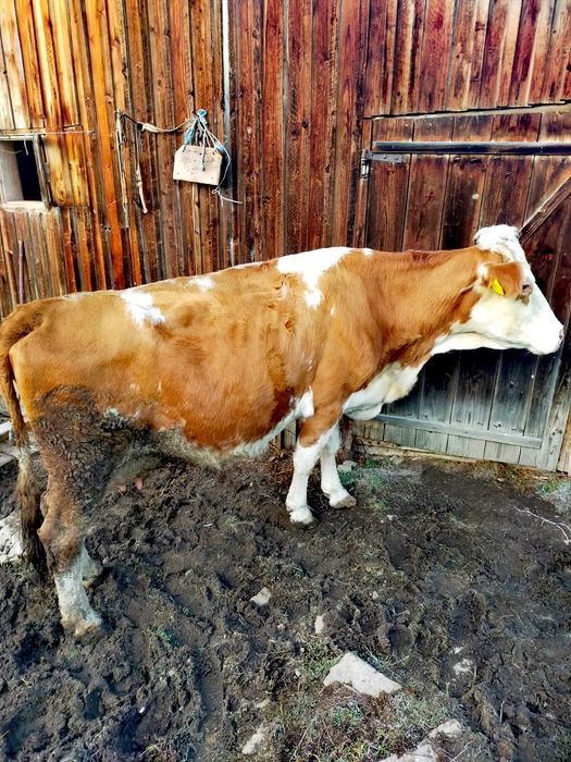 ~~Vacă Bălțată De Vânzare~~