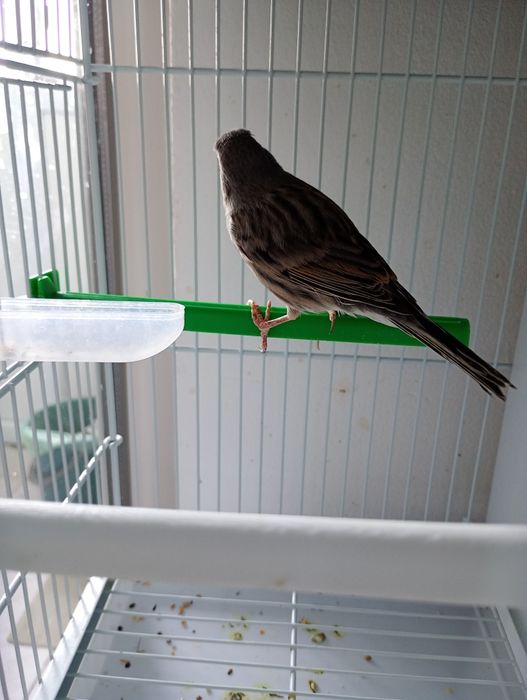 De vânzare   15 masculi.