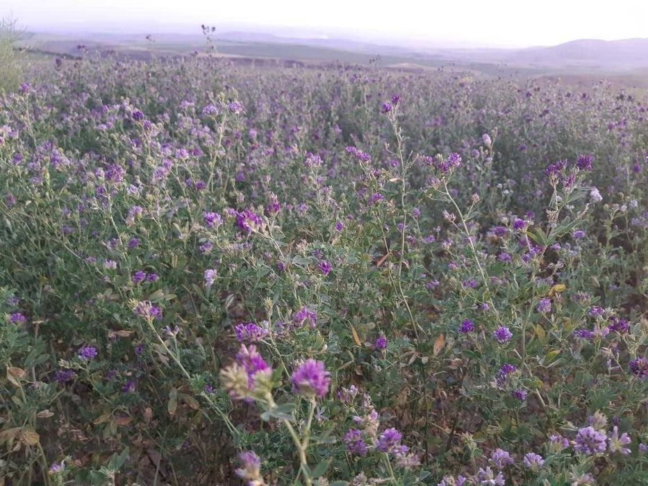 Высококачественные магниченные семена люцерны
