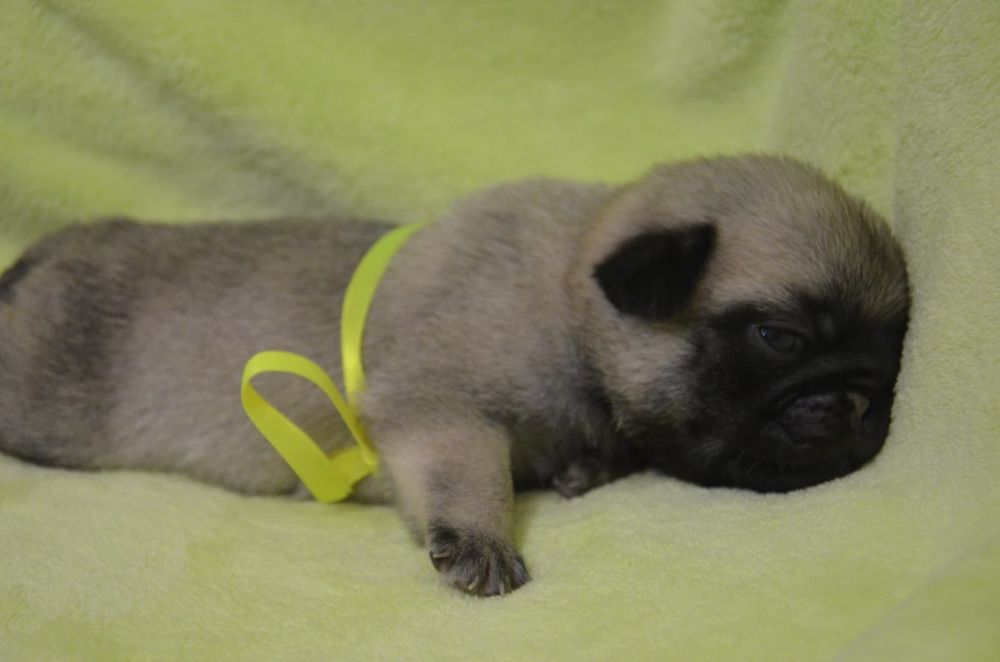 Продам щенков Мопса.