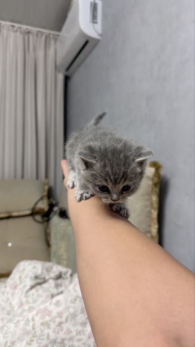 Котенок вислоухий
