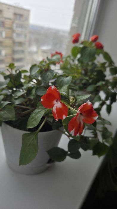 Домашний цветок бальзамин