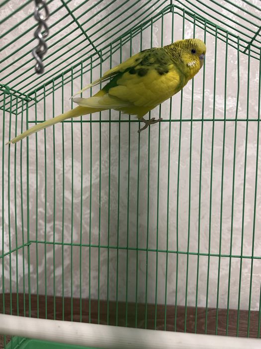 Продаю Попугай Кешу