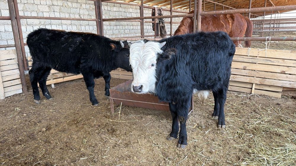 Бұқа екі бас сатылымда