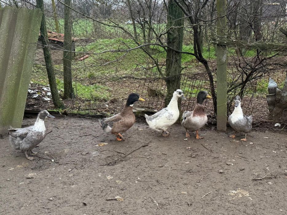 Rațe polare de vânzare