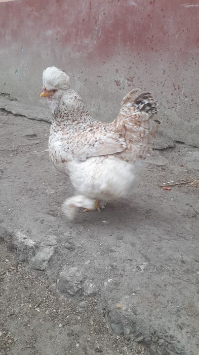 De vânzare Ouă de găină moțate pentru incubat