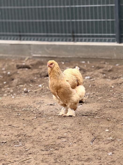 Vand oua de gaina pentru consum proapeste si de calitate superioara