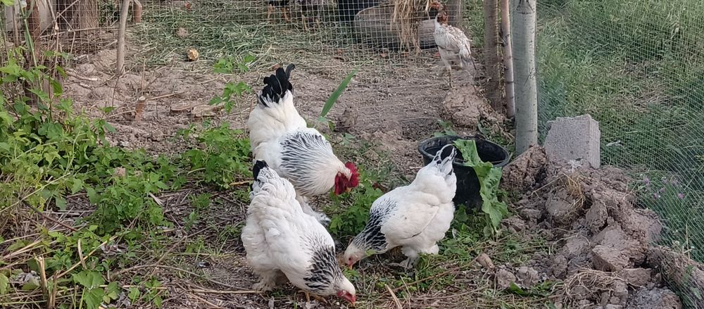 Brama tovuq tuxumlar