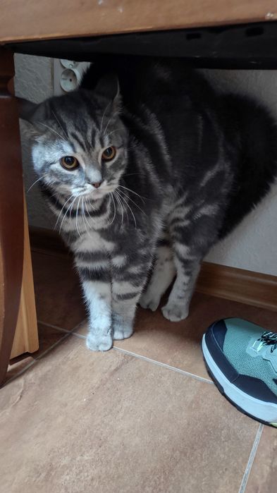 Котик, британец, в добрые руки.