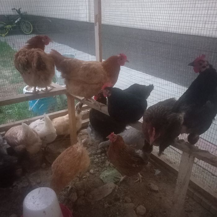 100% Xonaki rang-barang tovuqlar sotuvda