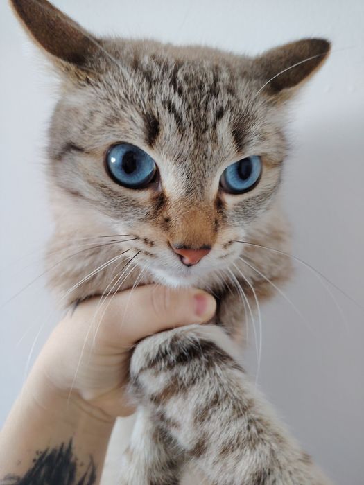 отдадим кота в добрые руки