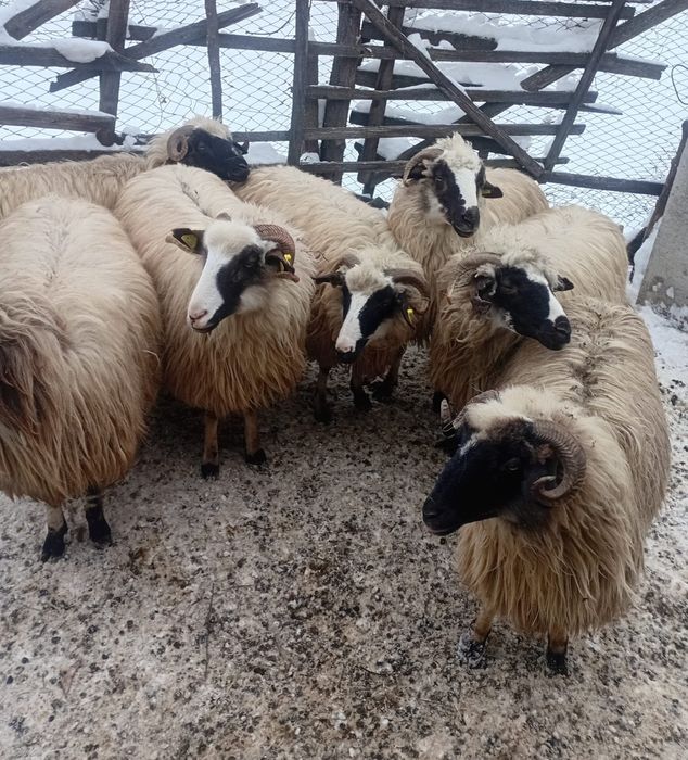 Vand oi breze tinere.