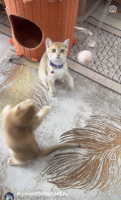 Продам шиншиллок шоу класса