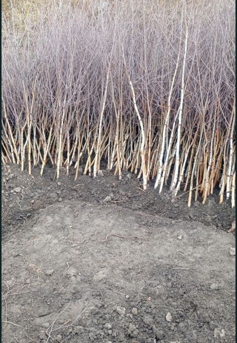 Vând puieți de plantare 40 bani