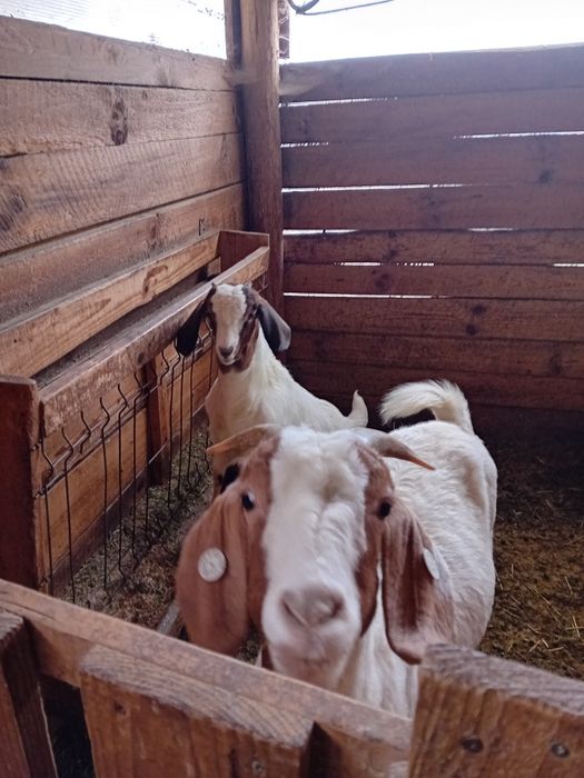 Vând iezi rasa Boer