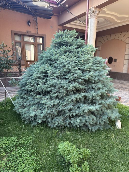 Ko’k archa, Голубая ель. 2.7м. Picea pungens Glauca