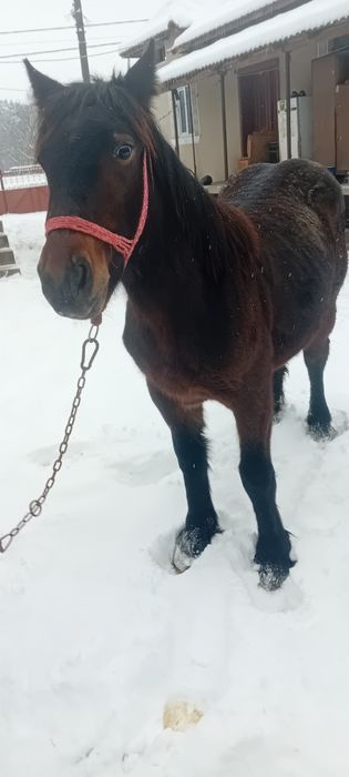 Vând         mânză