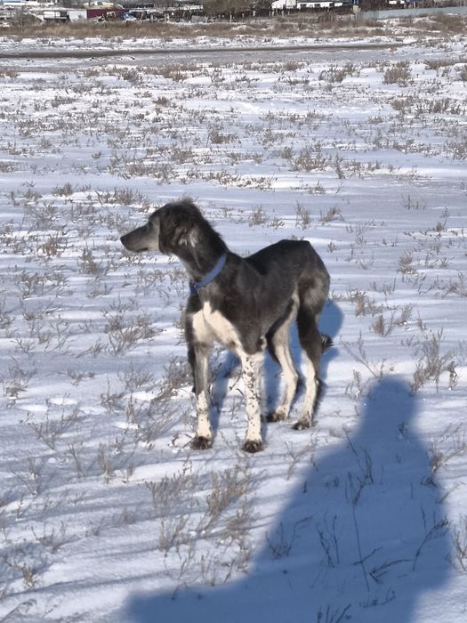 Кумай тазы! еркек кушик!