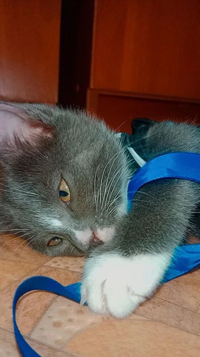 Очень красивый котенок